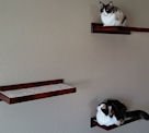 amish cat shelves