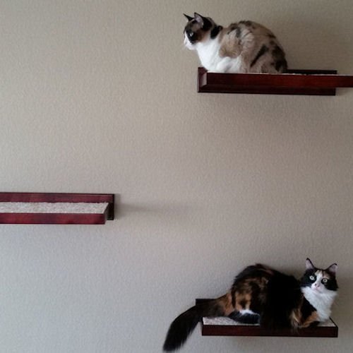 amish cat shelves4