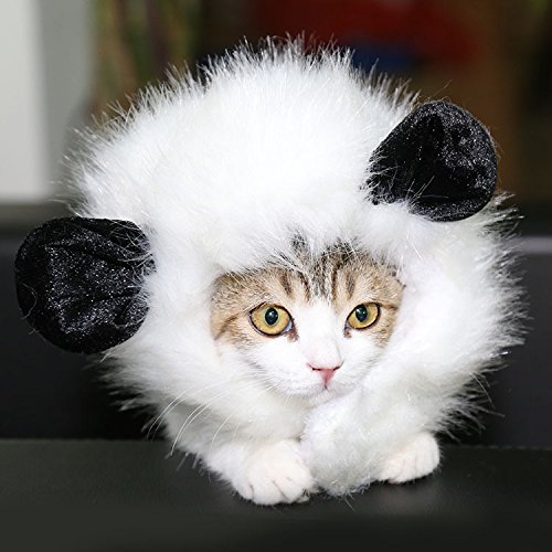 Cat Panda Costume