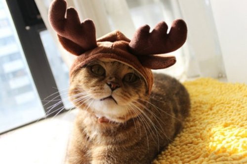 Cat Reindeer Costume