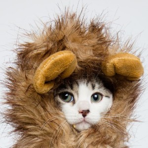 Lion mane Costume