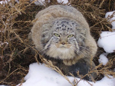 Manul cats are are almost extinct Russian Farmer Finds Strange, Abondend Kittens in A Farm.. But They Are Not Normal Cats! Read their full story here http://smrodcats.com/cute/manuls/ 