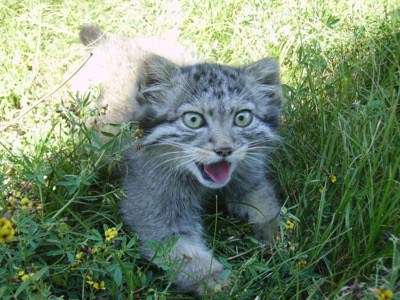 Manul Kitten Pallas Cat