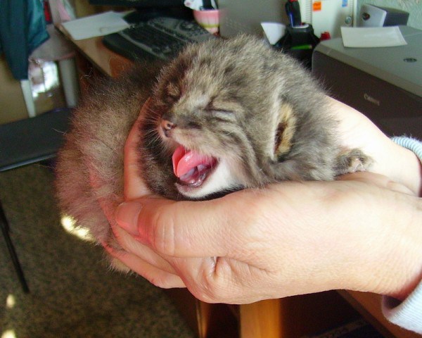Russian Farmer Finds Strange, Abondend Kittens in A Farm.. But They Are Not Normal Cats! Read their full story here http://smrodcats.com/cute/manuls/ 