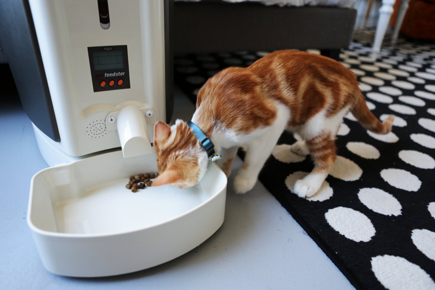 Pet feedster USAF AUtomatic Cat feeder