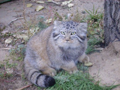 Young Manul Pallas Cat
