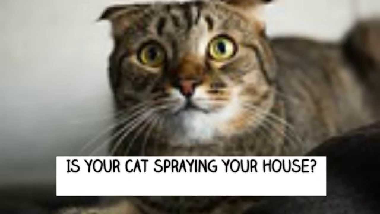 stop-cat-spraying-urine